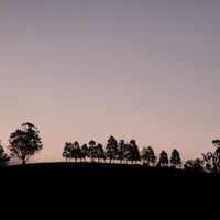 6616ab8ed8c3c268632d0a1d_landscape-silhouetted-tree-line-at-sunset_1768033256778.jpg