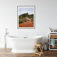 6616ab8ed8c3c268632d0a1d_little-lamb-in-broken-hill-nsw-black-frame_1765694331003.jpg