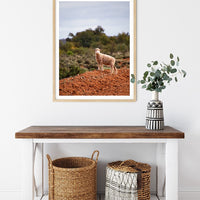 6616ab8ed8c3c268632d0a1d_little-lamb-in-broken-hill-nsw-wood-frame_1765694331003.jpg