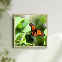 6616ab8ed8c3c268632d0a1d_monarch-butterfly-series-two-mockup_1766316619221.jpg