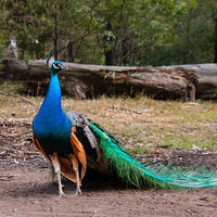 6616ab8ed8c3c268632d0a1d_peacock-in-the-woodlands-web_1765694486933.jpg