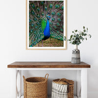 6616ab8ed8c3c268632d0a1d_peacock-portrait-1-wood-frame_1765694647517.jpg