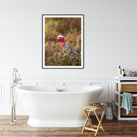 6616ab8ed8c3c268632d0a1d_pink-galah-in-field-at-broken-hill-black-frame_1765694872476.jpg