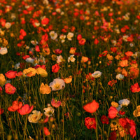 6616ab8ed8c3c268632d0a1d_poppy-flowers-at-sunset-near-toowoomba-queensland_1768023597144.jpg