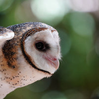 6616ab8ed8c3c268632d0a1d_portrait-of-a-barn-owl_1768023398562.jpg