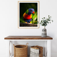 6616ab8ed8c3c268632d0a1d_rainbow-lorikeet-portrait-wood-frame_1763361705637.jpg