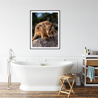 6616ab8ed8c3c268632d0a1d_rock-wallaby-on-magnetic-island-black-frame_1763362047353.jpg
