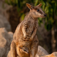6616ab8ed8c3c268632d0a1d_rock-wallaby-with-joey-in-pouch-web_1763362223253.jpg