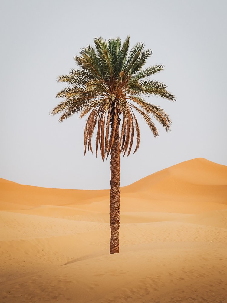 6616ab8ed8c3c268632d0a1d_sahara-desert-palm-tree_1755651575346.jpg