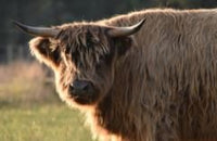 6616ab8ed8c3c268632d0a1d_screenshot-highland-coo-colour-portrait-half-body_1785071677789.jpg