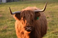 6616ab8ed8c3c268632d0a1d_screenshot-highland-coo-portrait_1785159658838.jpg