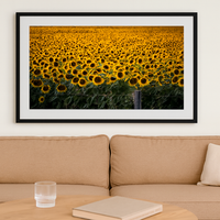 6616ab8ed8c3c268632d0a1d_sunflowers_1764752995372.png