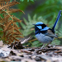6616ab8ed8c3c268632d0a1d_superb-fairy-wren-in-the-ferns-in-tasmania_1768022795980.jpg