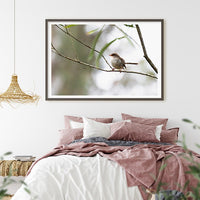 6616ab8ed8c3c268632d0a1d_superb-fairywren-at-platypus-flat-nsw-black-frame_1765689537327.jpg