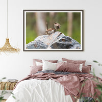 6616ab8ed8c3c268632d0a1d_superb-fairywren-duo-at-platypus-flat-nsw-black-frame_1765689646048.jpg