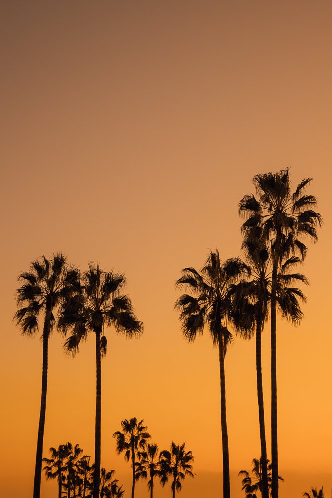 6616ab8ed8c3c268632d0a1d_venice-beach-palm-trees-la_1755667976052.jpg