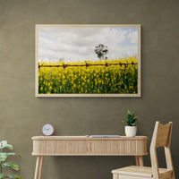 6616ab8ed8c3c268632d0a1d_wall-barbed-wire-and-canola-temora_1771743327868.jpg