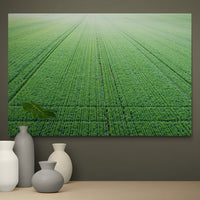 6616ab8ed8c3c268632d0a1d_wall-green-crop-patterns-temora_1771744248663.jpg
