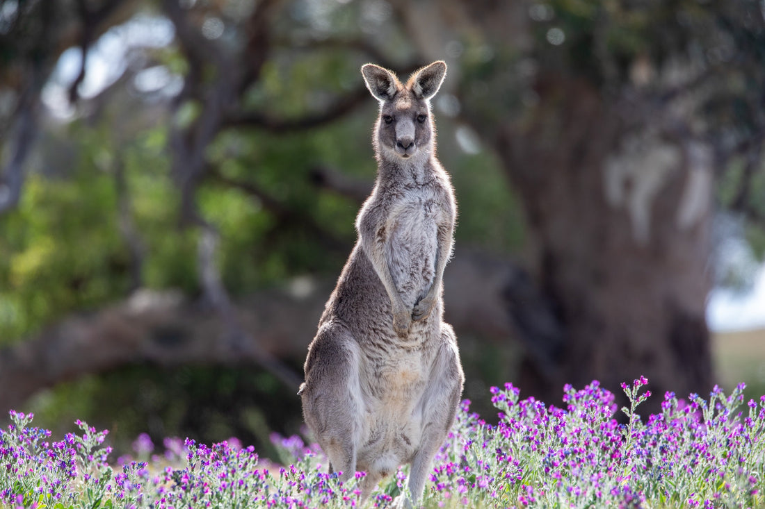 6616ab8ed8c3c268632d0a1d_warm-sun-on-kangaroo-in-purple-flowers_1761205214600.jpg