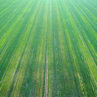 6616ab8ed8c3c268632d0a1d_web-agricultural-patterns-ii-hay-plains_1770601139971.jpg