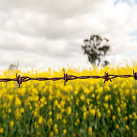 6616ab8ed8c3c268632d0a1d_web-barbed-wire-and-canola-temora_1771743327869.jpg