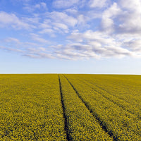 6616ab8ed8c3c268632d0a1d_web-golden-canola-fields-ii-temora_1771743675150.jpg