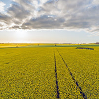 6616ab8ed8c3c268632d0a1d_web-golden-canola-temora_1771743470426.jpg