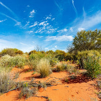 6616ab8ed8c3c268632d0a1d_web-outback-wildflowers-cameron-corner-new-south-wales_1771746227056.jpg