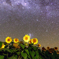 6616ab8ed8c3c268632d0a1d_web-sunflowers-under-the-stars-ii-quirindi_1771745776017.jpg