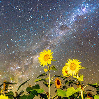 6616ab8ed8c3c268632d0a1d_web-sunflowers-under-the-stars-quirindi_1771745626200.jpg