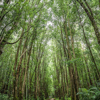 6616ab8ed8c3c268632d0a1d_web-the-road-ahead-promised-land-bellingen_1771747222523.jpg