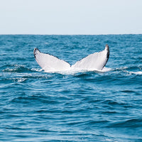 6616ab8ed8c3c268632d0a1d_whale-tail-at-manly-nsw-web_1765689881084.jpg
