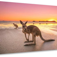 Mackay Kangaroo Sunrise - 2