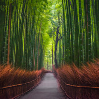 ARASHIYAMA BAMBOO KYOTO
