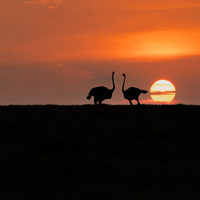 African Dream