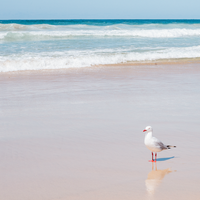 Dream Beach 2