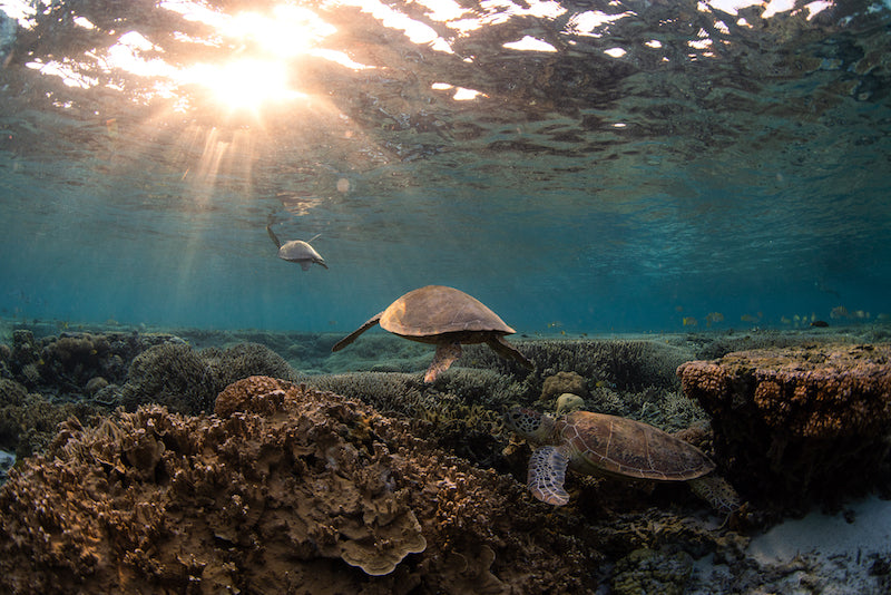 Turtle train at Sunrise