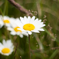 Forest Daisy