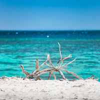 HERON ISLAND BLUES