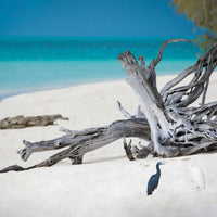 HERON ISLAND HERONS