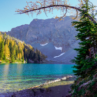 Happy Larch