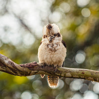 Iconic Kookaburra at Jolly’s Lookout in Queensland