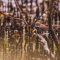 Rufous Fantail Dancing Through Boondall Wetlands