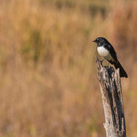 Charming Willy Wagtail in Regional Australia