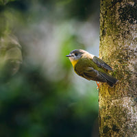 Pale Yellow Robin Perched Gracefully