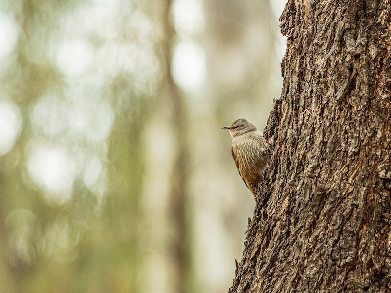 Brown Treecreeper on a Tree