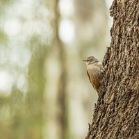 Brown Treecreeper on a Tree