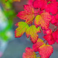 JAPAN AUTUMN LEAVES