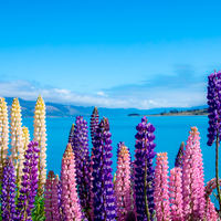 Lake Pukaki Lupins