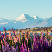 Lake Pukaki